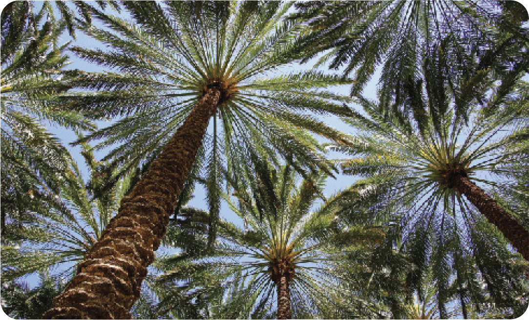Palm trees – the dates farm case study